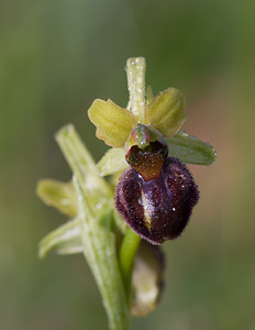 Ophrys aranifera (Orchidaceae)  - Ophrys araignée, Oiseau-coquet - Early Spider-orchid Aisne [France] 10/05/2009 - 110m