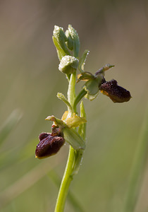 Ophrys aranifera (Orchidaceae)  - Ophrys araignée, Oiseau-coquet - Early Spider-orchid Aisne [France] 10/05/2009 - 110m