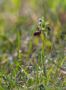 Ophrys aranifera (Orchidaceae)  - Ophrys araignée, Oiseau-coquet - Early Spider-orchid Aisne [France] 10/05/2009 - 110m