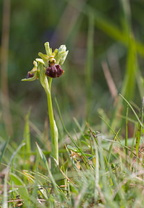 Ophrys aranifera (Orchidaceae)  - Ophrys araignée, Oiseau-coquet - Early Spider-orchid Aisne [France] 10/05/2009 - 110m