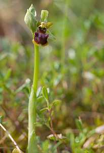 Ophrys aranifera (Orchidaceae)  - Ophrys araignée, Oiseau-coquet - Early Spider-orchid Aisne [France] 10/05/2009 - 100m