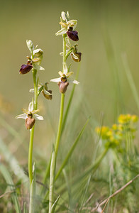 Ophrys aranifera (Orchidaceae)  - Ophrys araignée, Oiseau-coquet - Early Spider-orchid Aisne [France] 10/05/2009 - 100m