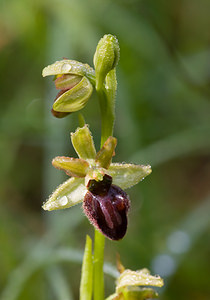 Ophrys aranifera (Orchidaceae)  - Ophrys araignée, Oiseau-coquet - Early Spider-orchid Aisne [France] 10/05/2009 - 100m