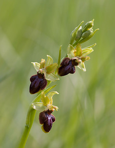 Ophrys aranifera (Orchidaceae)  - Ophrys araignée, Oiseau-coquet - Early Spider-orchid Aisne [France] 10/05/2009 - 110m