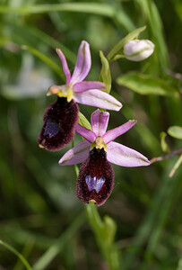 Ophrys bertolonii subsp. bertolonii (Orchidaceae)  - Ophrys de Bertoloni, Ophrys Aurélia Drome [France] 22/05/2009 - 490m