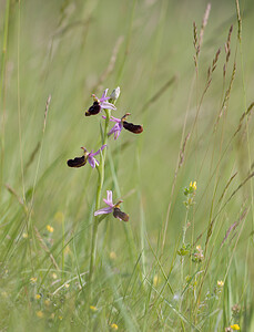 Ophrys bertolonii subsp. bertolonii (Orchidaceae)  - Ophrys de Bertoloni, Ophrys Aurélia Drome [France] 22/05/2009 - 490m