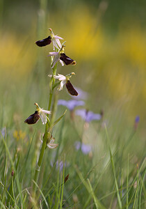 Ophrys bertolonii subsp. bertolonii (Orchidaceae)  - Ophrys de Bertoloni, Ophrys Aurélia Drome [France] 22/05/2009 - 490m