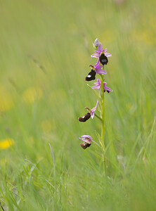 Ophrys bertolonii subsp. bertolonii (Orchidaceae)  - Ophrys de Bertoloni, Ophrys Aurélia Drome [France] 22/05/2009 - 490m