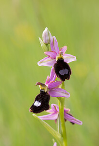 Ophrys bertolonii subsp. bertolonii (Orchidaceae)  - Ophrys de Bertoloni, Ophrys Aurélia Drome [France] 22/05/2009 - 490m