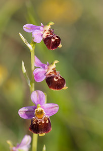 Ophrys fuciflora (Orchidaceae)  - Ophrys bourdon, Ophrys frelon - Late Spider-orchid Aisne [France] 31/05/2009 - 120m