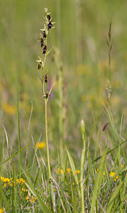 Ophrys insectifera (Orchidaceae)  - Ophrys mouche - Fly Orchid Aisne [France] 31/05/2009 - 120m