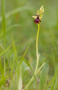 Ophrys insectifera (Orchidaceae)  - Ophrys mouche - Fly Orchid Aisne [France] 08/05/2009 - 160m