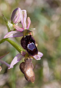 Ophrys saratoi (Orchidaceae)  - Ophrys de Sarato, Ophrys de la Drôme Drome [France] 30/05/2009 - 750m