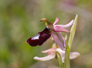 Ophrys saratoi (Orchidaceae)  - Ophrys de Sarato, Ophrys de la Drôme Drome [France] 30/05/2009 - 750m