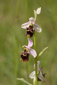 Ophrys vetula (Orchidaceae)  - Ophrys vieux Drome [France] 22/05/2009 - 490m