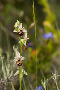 Ophrys vetula (Orchidaceae)  - Ophrys vieux Drome [France] 25/05/2009 - 710m