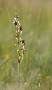 Ophrys vetula (Orchidaceae)  - Ophrys vieux Drome [France] 25/05/2009 - 580m