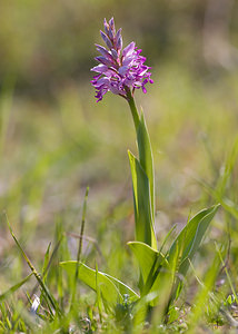 Orchis militaris (Orchidaceae)  - Orchis militaire, Casque militaire, Orchis casqué - Military Orchid Aisne [France] 10/05/2009 - 110m