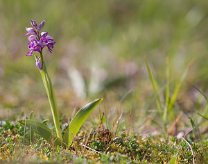 Orchis militaris (Orchidaceae)  - Orchis militaire, Casque militaire, Orchis casqué - Military Orchid Aisne [France] 10/05/2009 - 110m