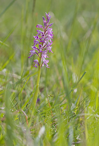 Orchis militaris (Orchidaceae)  - Orchis militaire, Casque militaire, Orchis casqué - Military Orchid Aisne [France] 10/05/2009 - 110m