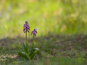 Orchis militaris (Orchidaceae)  - Orchis militaire, Casque militaire, Orchis casqué - Military Orchid Aisne [France] 10/05/2009 - 120m