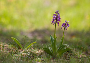 Orchis militaris (Orchidaceae)  - Orchis militaire, Casque militaire, Orchis casqué - Military Orchid Aisne [France] 10/05/2009 - 120m