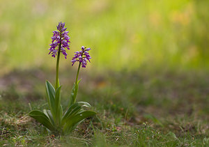 Orchis militaris (Orchidaceae)  - Orchis militaire, Casque militaire, Orchis casqué - Military Orchid Aisne [France] 10/05/2009 - 120m