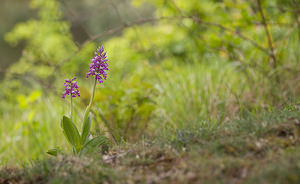 Orchis militaris (Orchidaceae)  - Orchis militaire, Casque militaire, Orchis casqué - Military Orchid Aisne [France] 10/05/2009 - 120m