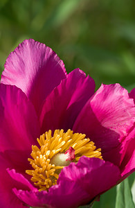 Paeonia officinalis Pivoine officinale Garden Peony