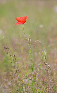 Papaver rhoeas (Papaveraceae)  - Coquelicot, Grand coquelicot, Pavot coquelicot - Common Poppy Drome [France] 22/05/2009 - 490m