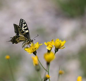 Papilio machaon (Papilionidae)  - Machaon, Grand Porte-Queue Drome [France] 24/05/2009 - 1190m