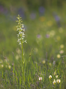 Platanthera bifolia (Orchidaceae)  - Platanthère à deux feuilles, Platanthère à fleurs blanches - Lesser Butterfly-orchid Drome [France] 24/05/2009 - 1120m