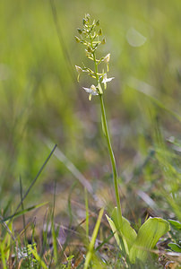 Platanthera chlorantha (Orchidaceae)  - Platanthère à fleurs verdâtres, Orchis vert, Orchis verdâtre, Plalatanthère des montagnes, Platanthère verdâtre - Greater Butterfly-orchid Aisne [France] 10/05/2009 - 110m