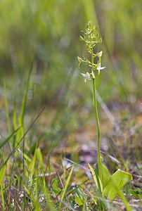 Platanthera chlorantha (Orchidaceae)  - Platanthère à fleurs verdâtres, Orchis vert, Orchis verdâtre, Plalatanthère des montagnes, Platanthère verdâtre - Greater Butterfly-orchid Aisne [France] 10/05/2009 - 110m