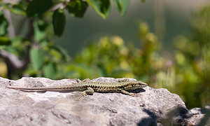 Podarcis muralis (Lacertidae)  - Lézard des murailles - Common Wall Lizard Drome [France] 27/05/2009 - 710m