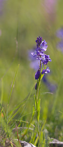 Polygala nicaeensis (Polygalaceae)  - Polygale de Nice, Polygala de Nice Drome [France] 24/05/2009 - 1120m