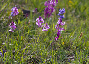 Polygala nicaeensis (Polygalaceae)  - Polygale de Nice, Polygala de Nice Drome [France] 24/05/2009 - 1120m