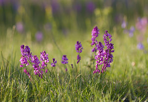 Polygala nicaeensis (Polygalaceae)  - Polygale de Nice, Polygala de Nice Drome [France] 24/05/2009 - 1120m