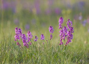 Polygala nicaeensis (Polygalaceae)  - Polygale de Nice, Polygala de Nice Drome [France] 24/05/2009 - 1120m