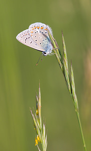 Polyommatus icarus (Lycaenidae)  - Azuré de la Bugrane, Argus bleu - Common Blue Drome [France] 25/05/2009 - 580m