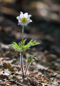 Pulsatilla alpina Pulsatille des Alpes, Anémone des Alpes