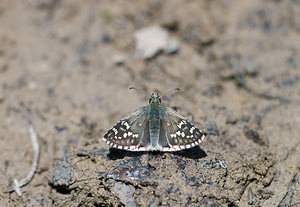 Pyrgus carthami (Hesperiidae)  - Hespérie du Carthame, Bigarré, Grande Hespéride, Plain-Chant Drome [France] 29/05/2009 - 600m