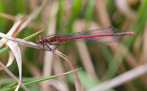 Pyrrhosoma nymphula (Coenagrionidae)  - Petite nymphe au corps de feu - Large Red Damselfly Aisne [France] 08/05/2009 - 70m