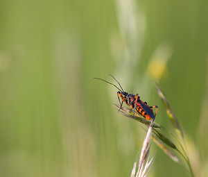 Rhynocoris iracundus (Reduviidae)  Drome [France] 25/05/2009 - 580m