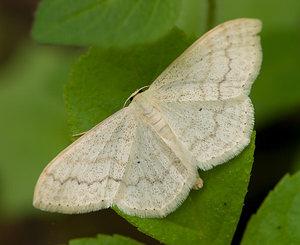 Scopula floslactata (Geometridae)  - Acidalie laiteuse - Cream Wave Aisne [France] 09/05/2009 - 140m