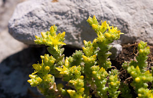 Sedum alpestre (Crassulaceae)  - Orpin alpestre, Orpin des Alpes Drome [France] 27/05/2009 - 710m