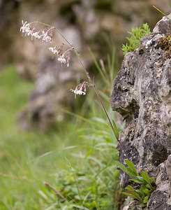 Silene nutans (Caryophyllaceae)  - Silène penché - Nottingham Catchfly Aisne [France] 08/05/2009 - 160m