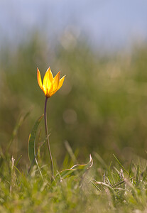 Tulipa sylvestris subsp. australis (Liliaceae)  - Tulipe australe, Tulipe des Alpes, Tulipe du Midi Drome [France] 28/05/2009 - 1490m