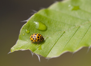 Psyllobora vigintiduopunctata (Coccinellidae)  - Coccinelle à 22 points - 22-spot Ladybird Nord [France] 14/06/2009 - 40mBien plus petite que la coccinelle ? sept points, la coccinelle ? vingt-deux points (Thea ou Psyllobora vigintiduopunctata) est commune en France dans les plantes basses o? elle se nourrit de champignons causant les rouilles des v?g?taux.