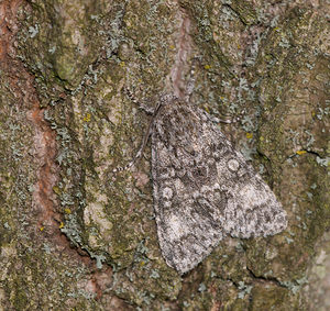 Acronicta megacephala (Noctuidae)  - Noctuelle mégacéphale - Poplar Grey Norfolk [Royaume-Uni] 15/07/2009